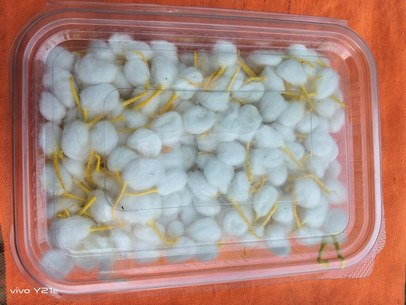 Puja Cotton or Vicks - Image 8